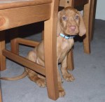 Camouflaged amongst the chair legs.
