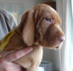 Phoenix at six weeks.