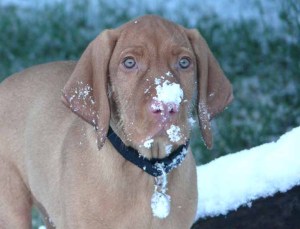 3rd-feb-snow-nose Snow Nose.