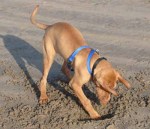 digging-at-the-beach Digging at the Beach.