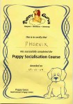puppy-gurus-certificate 'Stifficate.