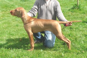 2nd-may-stacked-at-mid-western-gundog Stacked