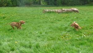 2nd-may-with-henna-at-mid-western-gundog-6 2nd-may-with-henna-at-mid-western-gundog-6