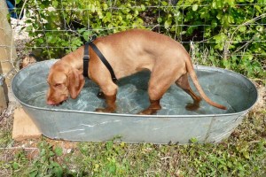 9th May - Litter Reunion in the water trough Magnetic attraction to H2O.