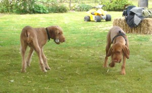 9th May - Litter Reunion playing with Dolly 2 9th May - Litter Reunion playing with Dolly 2