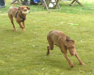 9th May - Litter Reunion playing with Dolly 4 Romping with sister Dolly.