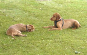 9th May - Litter Reunion playing with Dolly 5 9th May - Litter Reunion playing with Dolly 5