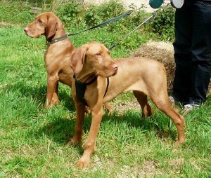 9th May - Litter Reunion wth Flo 2 Mother and Daughter