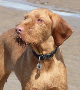 Bright sun, strong breeze, sandy nose.