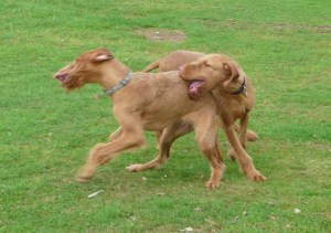 Bournemouth - Phoenix & Thirza 1