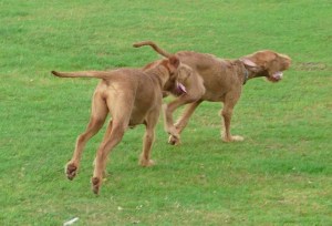 Bournemouth - Phoenix & Thirza 2