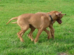 Bournemouth - Phoenix & Thirza 6