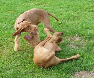 Bournemouth - Phoenix & Thirza 7