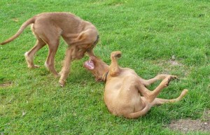 Bournemouth - Phoenix & Thirza 8