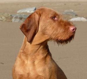 Crow Point - 9 months Old 2