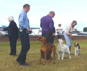 Gundog Puppy Group 1 at North Devon Show - 5th Aug Gundog Puppy Group 1, 2 & 3 at North Devon Show