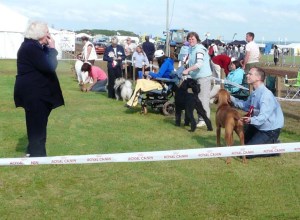 Lined up for Best Puppy in Show at North Devon Show - 5th Aug Lined up for Best Puppy in Show at North Devon Show.