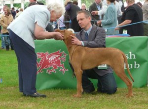 Welsh Kennel Club - teeth examination Welsh Kennel Club - teeth examination.