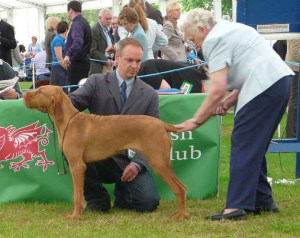 Welsh Kennel Club - the examination Welsh Kennel Club - the examination.