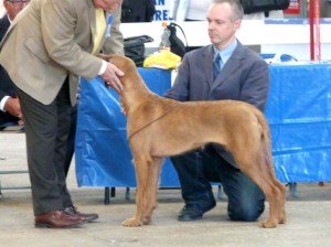 Birmingham Champ Show 06-09-09 - the examination Birmingham Champ Show - the examination.