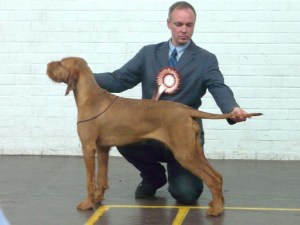 Stacked for Best Puppy in Show.