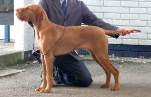Stacked for Gundog Puppy Group.