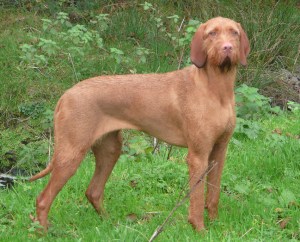 What's all the fuss?