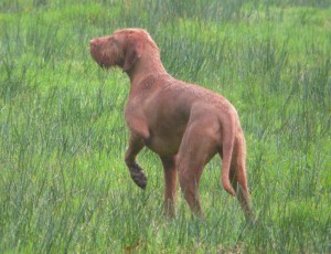 Phoenix at 1 year #5