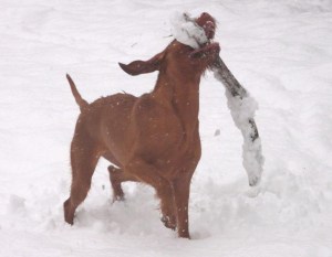 8th Jan - Snow shot 1