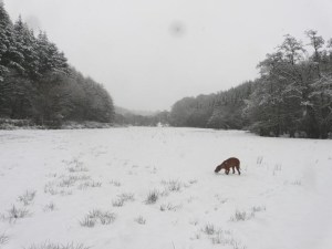 8th Jan - Snow shot 7