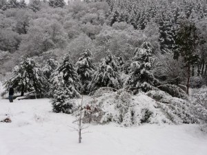 8th Jan - Snow shot 9