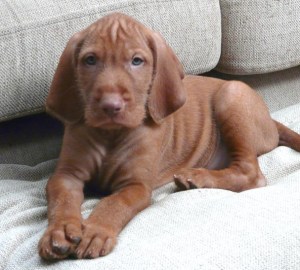 Day 1 - Couch Potato