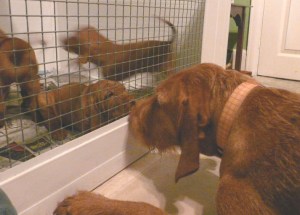 Phoenix meets Mingus' siblings @ 6 weeks - REDUCED