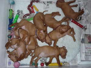 The whole litter at 6wks - REDUCED