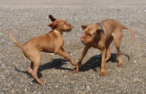 16th April - at Crow Point with Phoenix