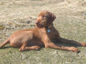 17th April - at Scorhill