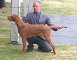 03rd Aug - stacked at Paignton Champ Show