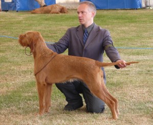 3rd Aug - Stacked at Paignton Champ Show