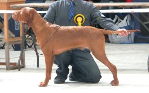 3rd Oct - Stacked in the Gundog group Tavistock Show 2