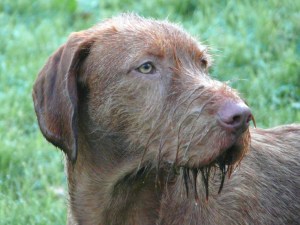 20th Oct - Head Shot