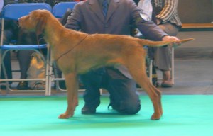 Mingus at Crufts 1
