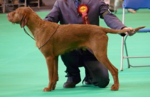 Mingus at Crufts 5
