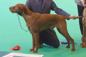 Mingus at Crufts 7