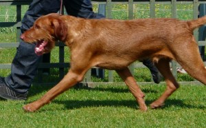 Mingus at HWVA Champ show 1