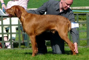 Mingus at HWVA Champ show 2