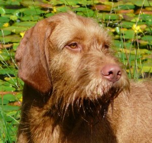 Phoenix 10th Aug 2011