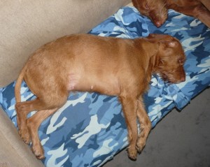 PHOENIX 5 WEEKS + 2 DAYS GESTATION