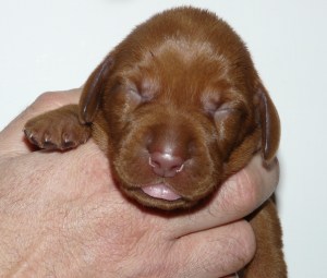 Miss Orange - week 1