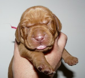 Mr. Magenta - week 1