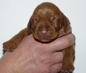 Mr.Red and Blue - week 1